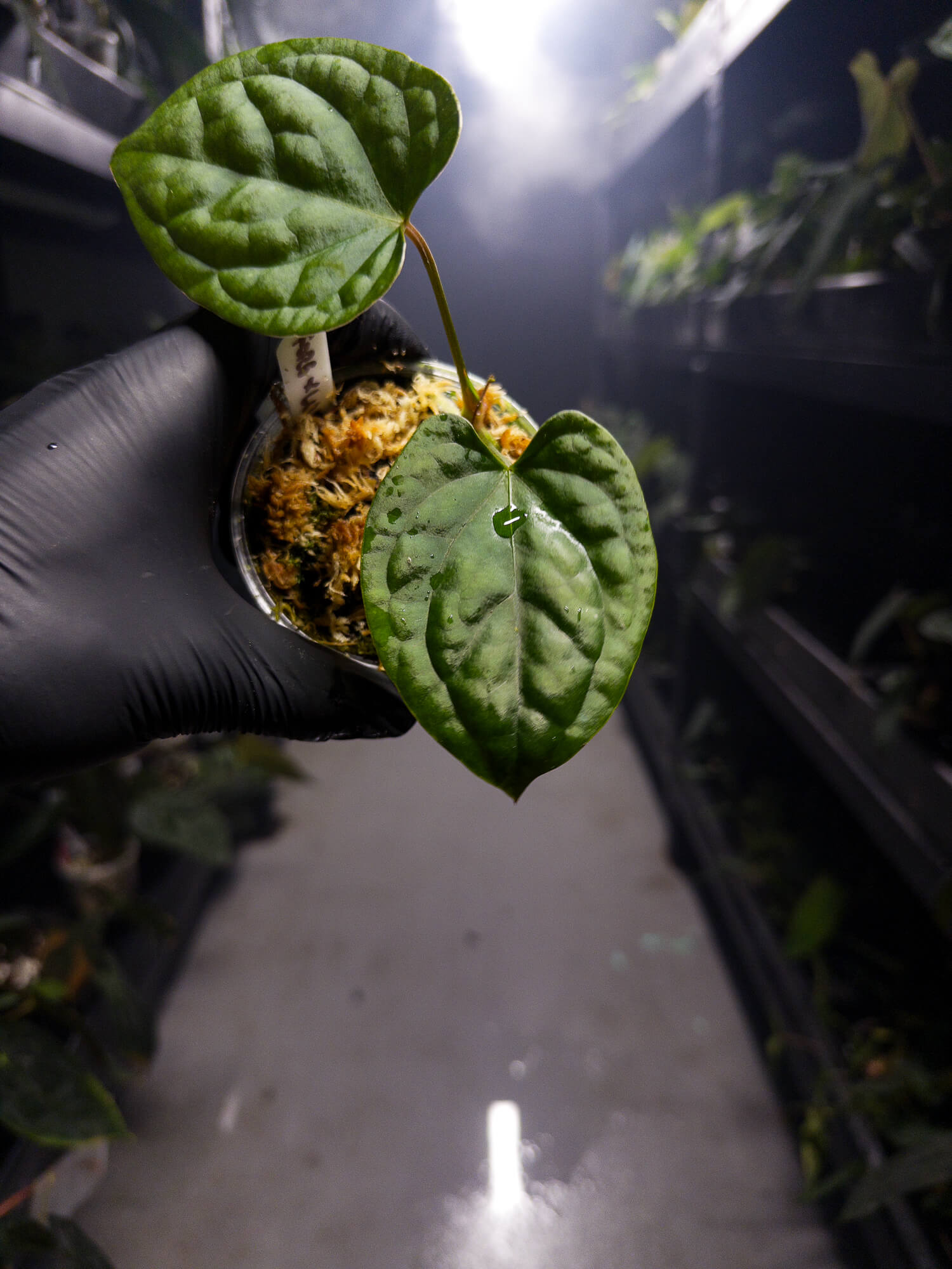 Anthurium forgetii x luxurians – The Plant Plug