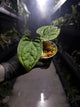 Anthurium forgetii x luxurians