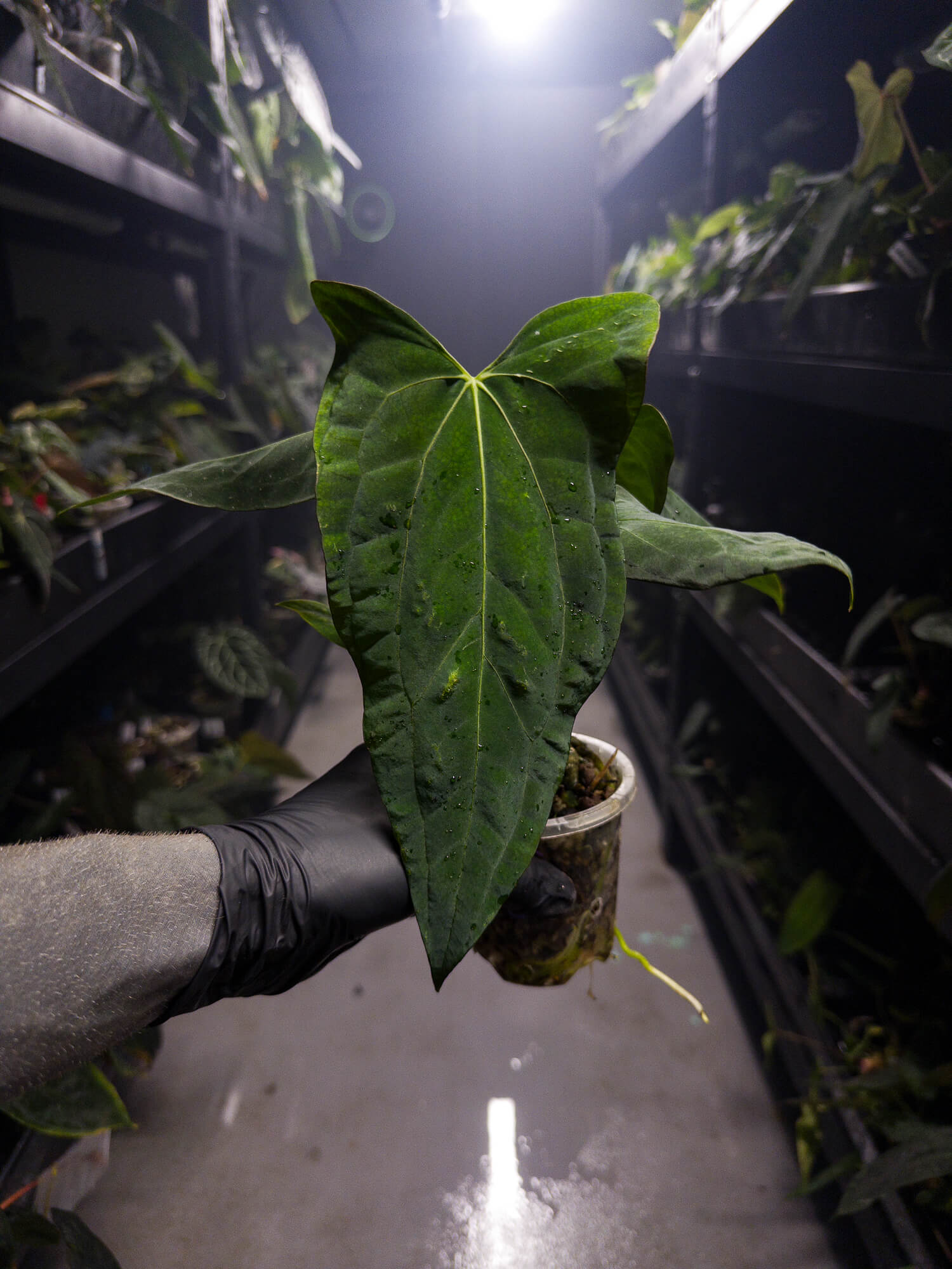 anthurium pap Anthurium papillilaminum x (pap x carlablackiae) – The Plant Plug