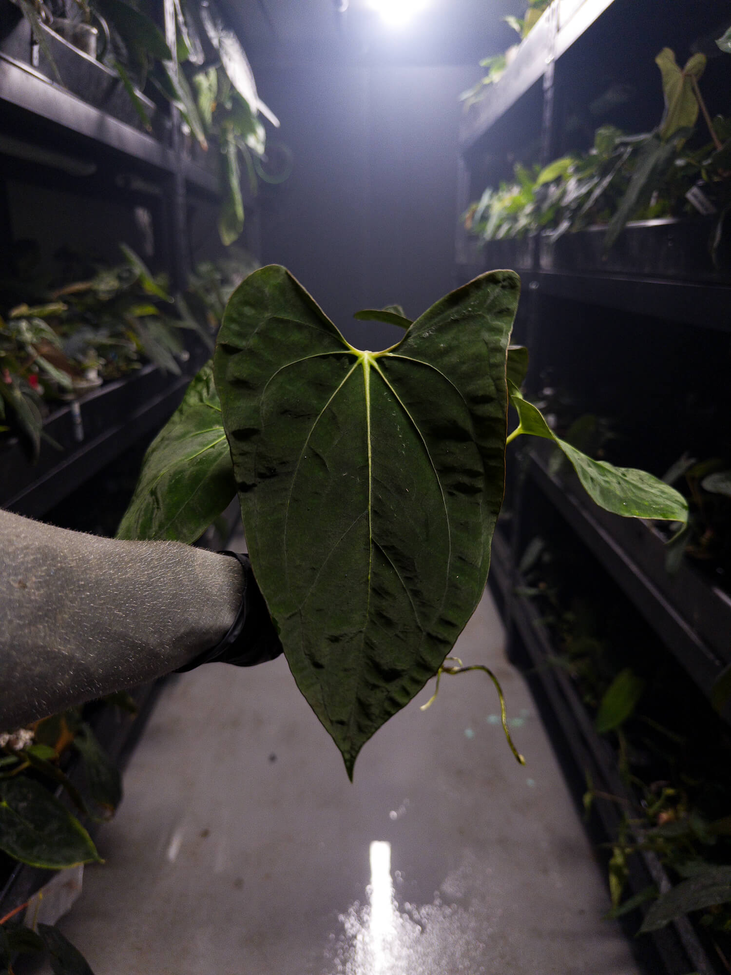 Anthurium papillilaminum x (pap x carlablackiae)