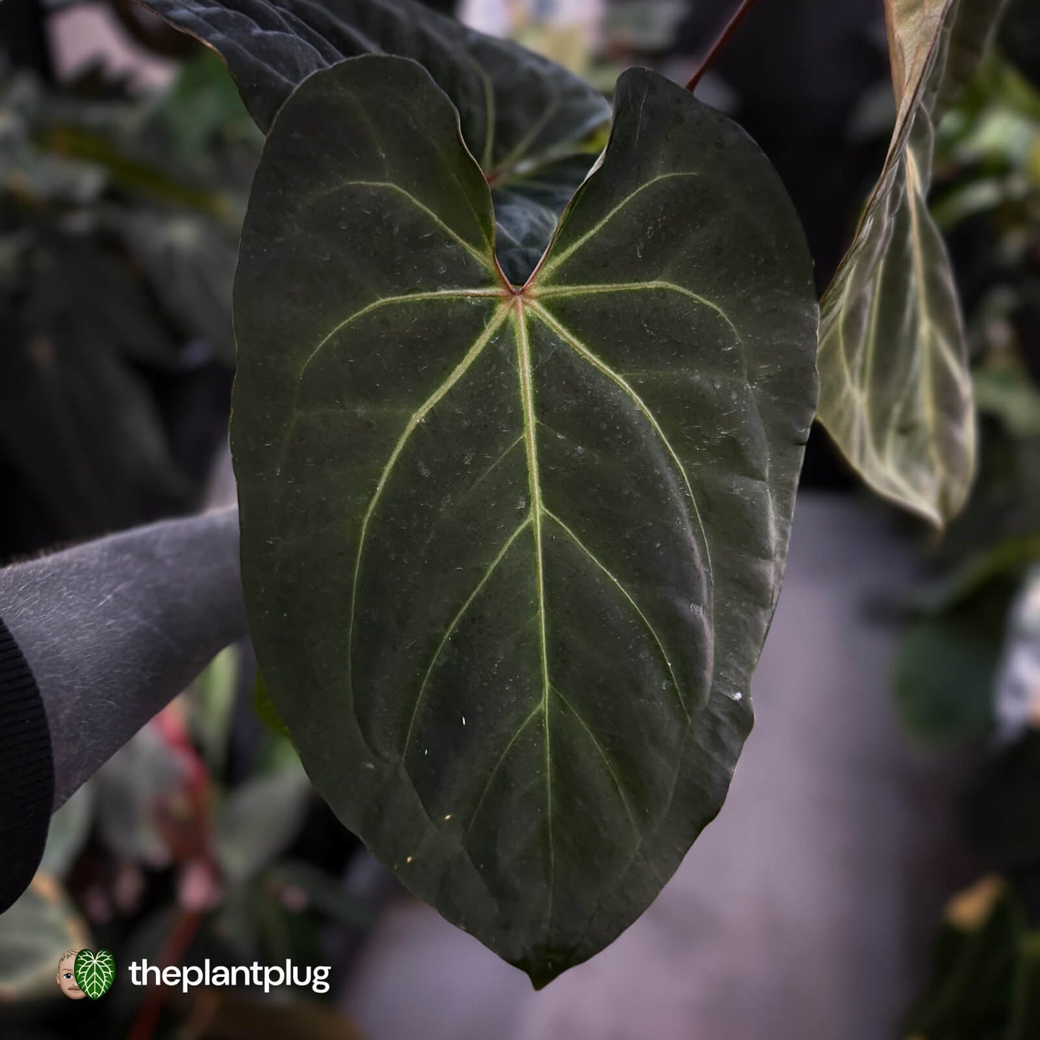 Anthurium #PurplePeopleEater '2' • select holdback