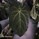Anthurium #PurplePeopleEater '2' • select holdback