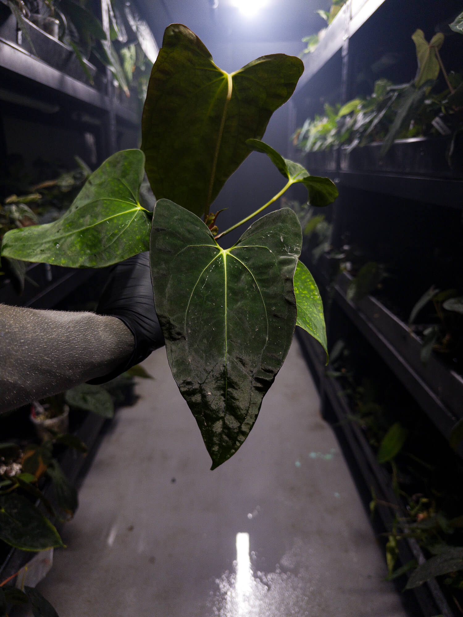 Anthurium papillilaminum x (pap x carlablackiae)