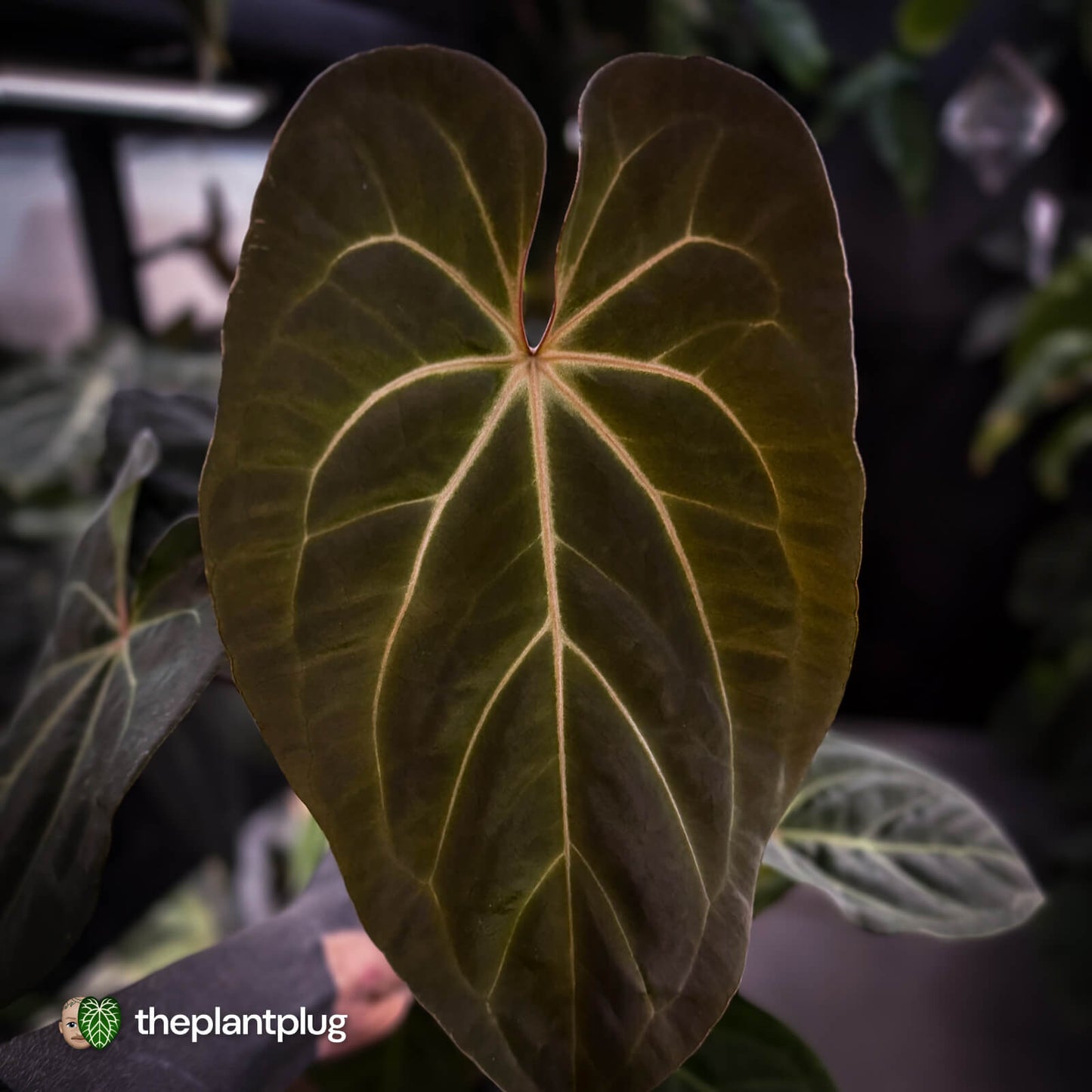 Anthurium #PurplePeopleEater '2' • select holdback