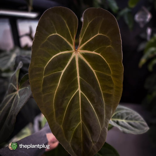 Anthurium #PurplePeopleEater '2' • select holdback