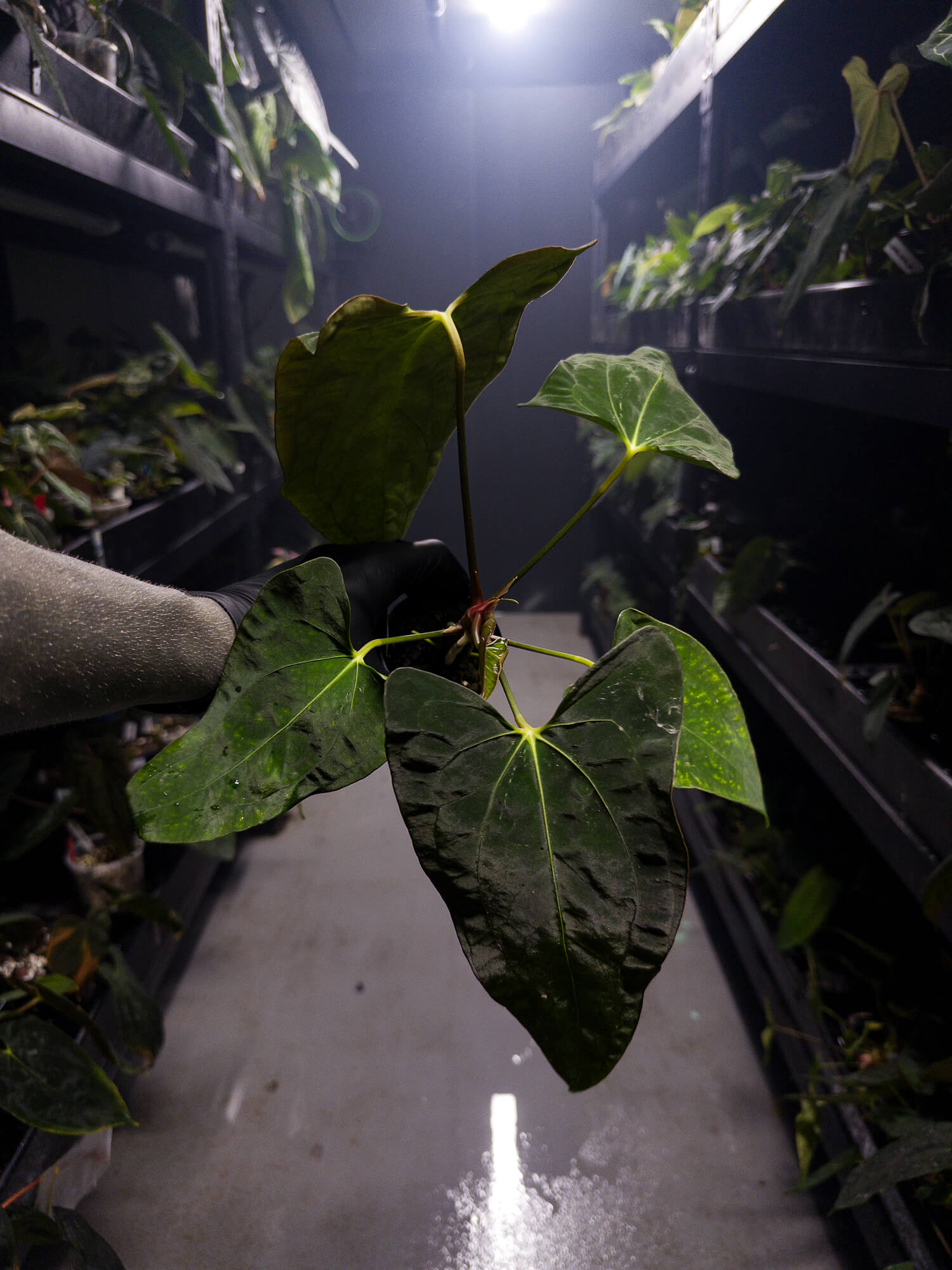 Anthurium papillilaminum x (pap x carlablackiae)