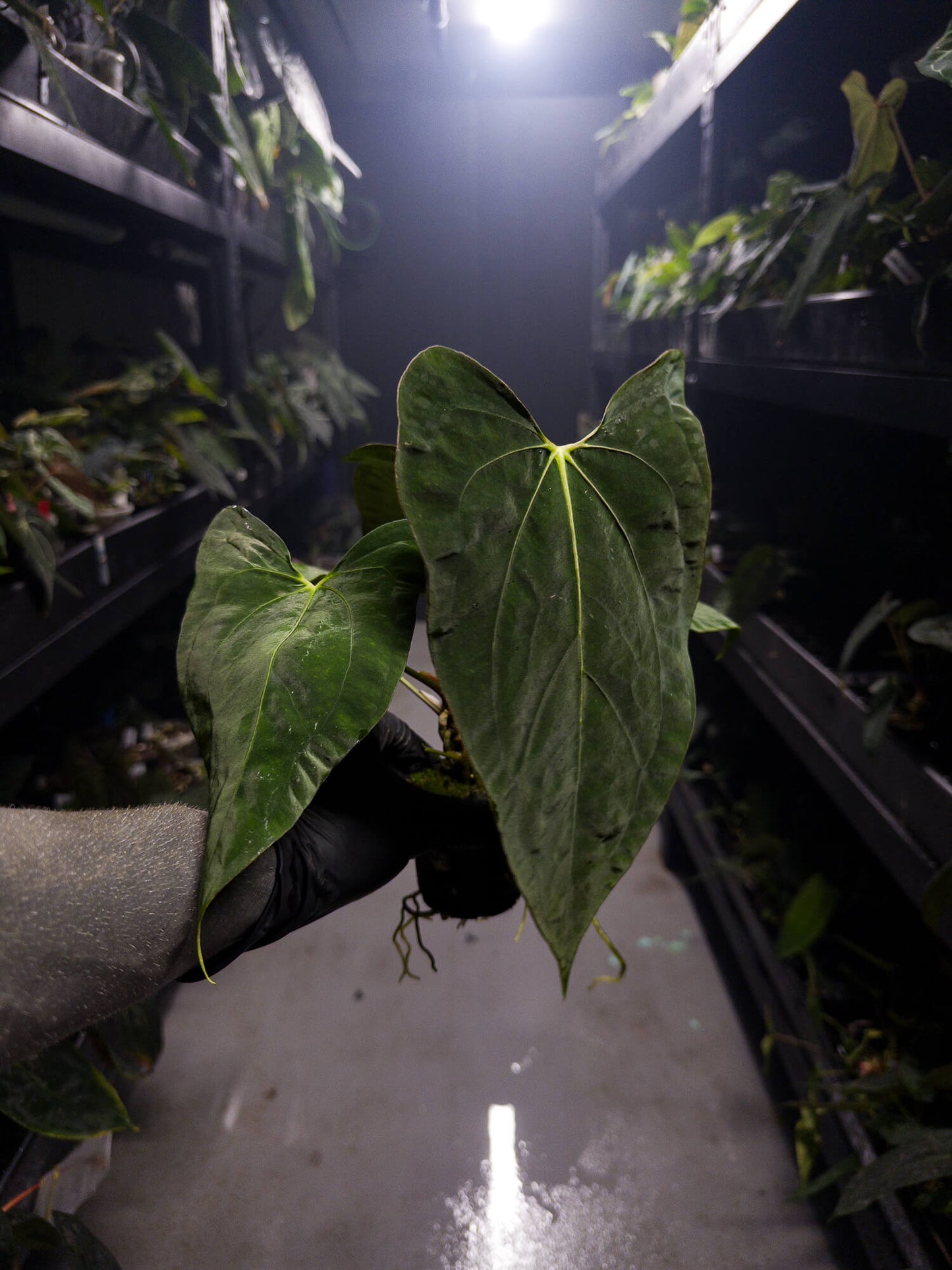 Anthurium papillilaminum x (pap x carlablackiae)