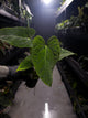 Anthurium #Onyx x (papillilaminum x dressleri)
