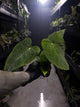 Anthurium #Onyx x (papillilaminum x dressleri)
