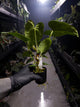 Anthurium #Onyx x (papillilaminum x dressleri)