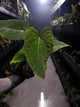 Anthurium #Onyx x (papillilaminum x dressleri)