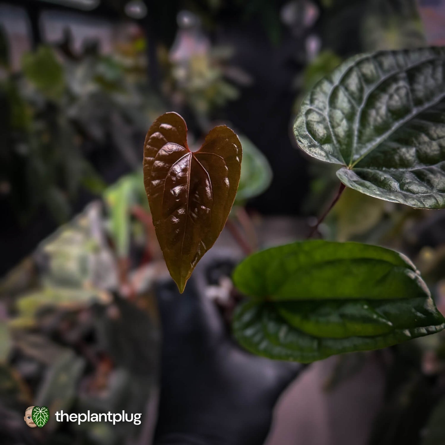 Anthurium 'Deadpool' x luxurians