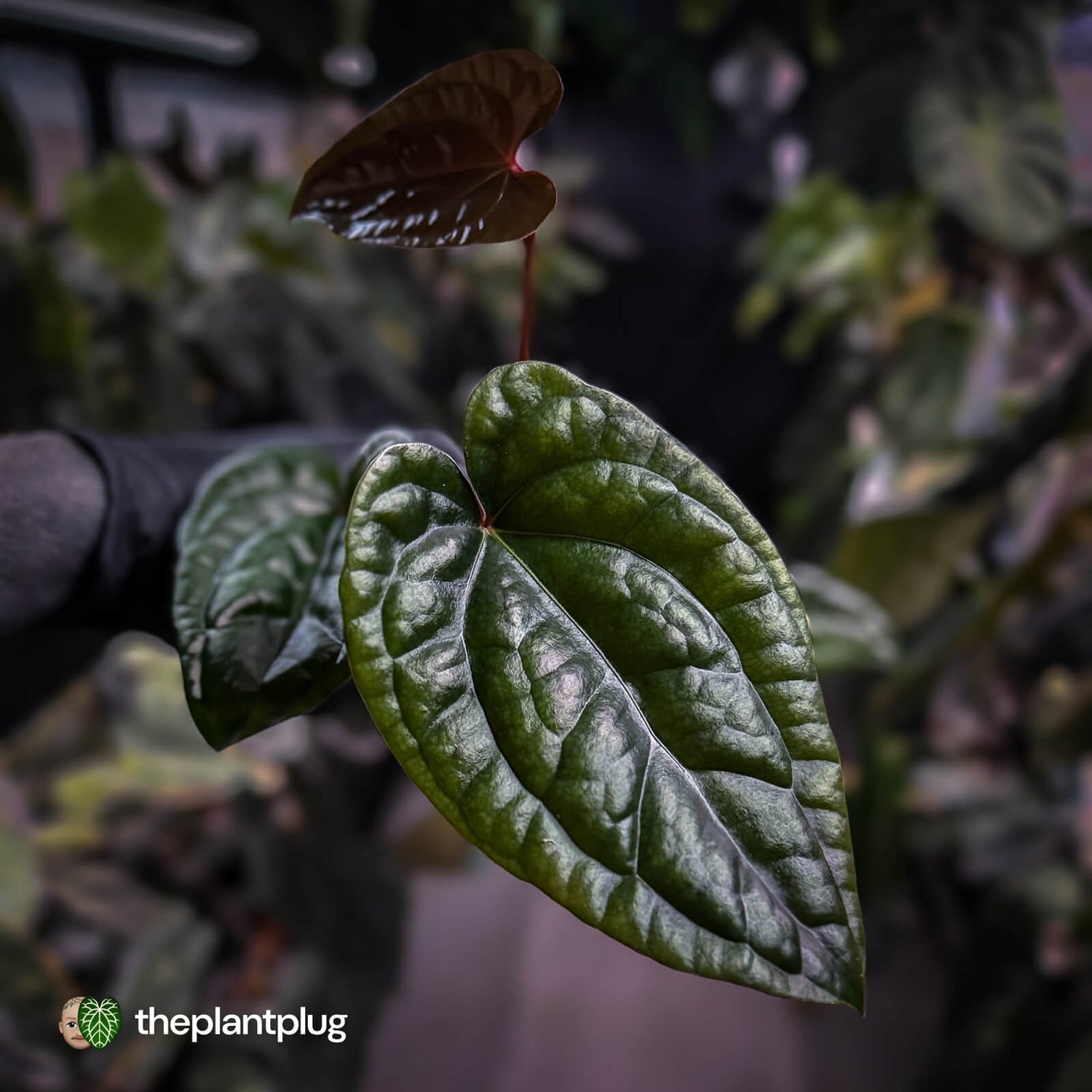 Anthurium 'Deadpool' x luxurians
