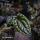 Anthurium 'Deadpool' x luxurians