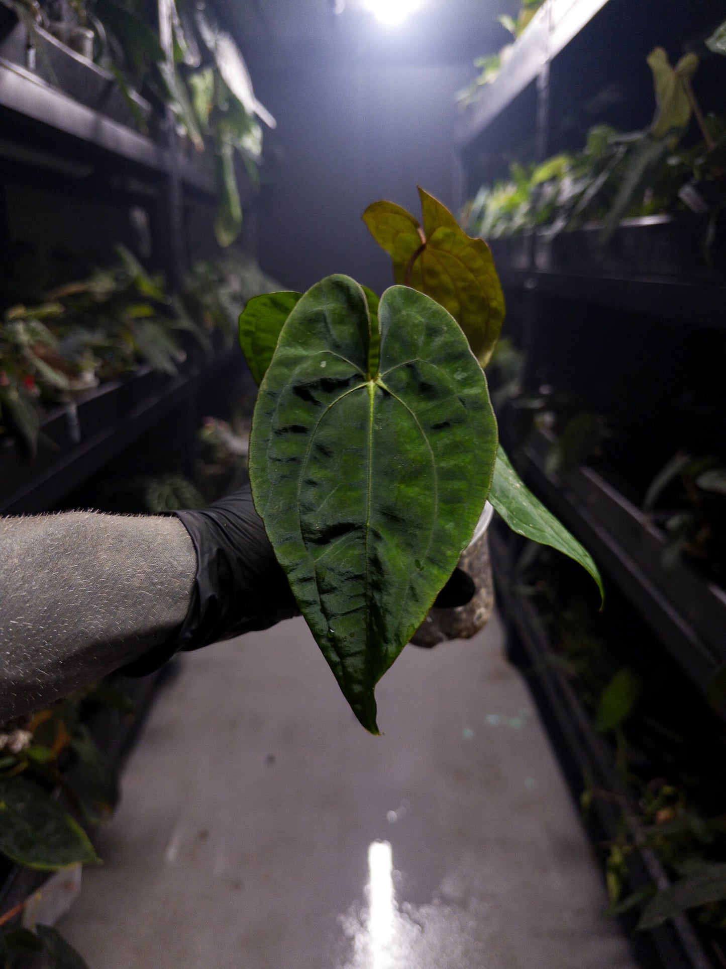 anthurium black jack Anthurium 'Black Pap' x 'RVDP' – The Plant Plug