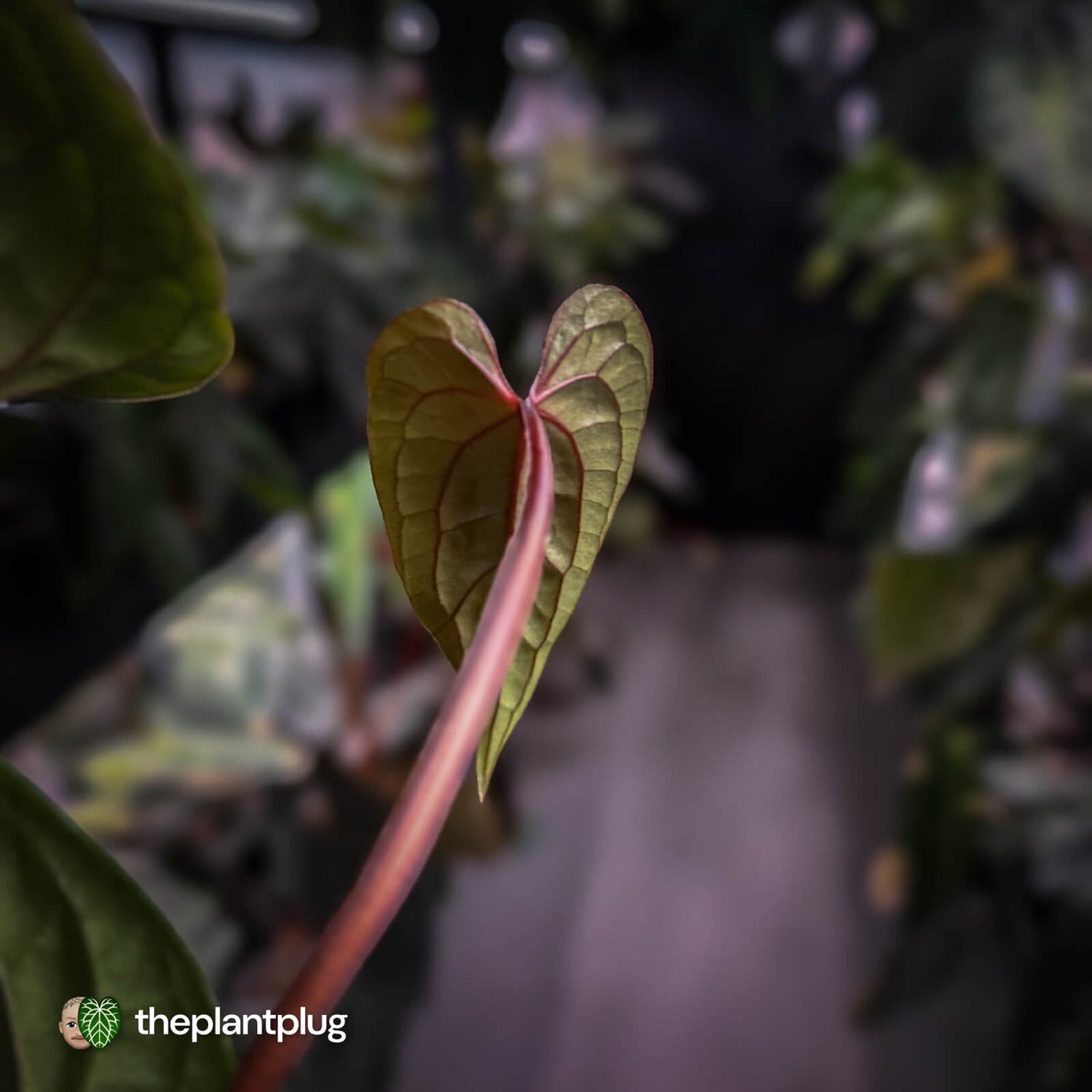 Anthurium 'Deadpool' x luxurians