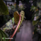 Anthurium 'Deadpool' x luxurians