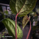 Anthurium 'Deadpool' x luxurians