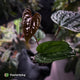 Anthurium 'Deadpool' x luxurians