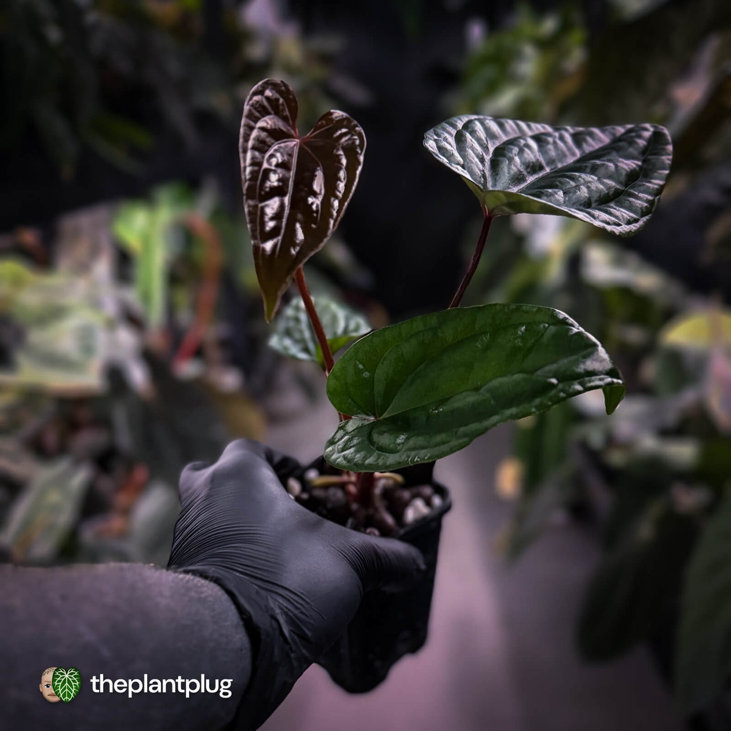 Anthurium 'Deadpool' x luxurians