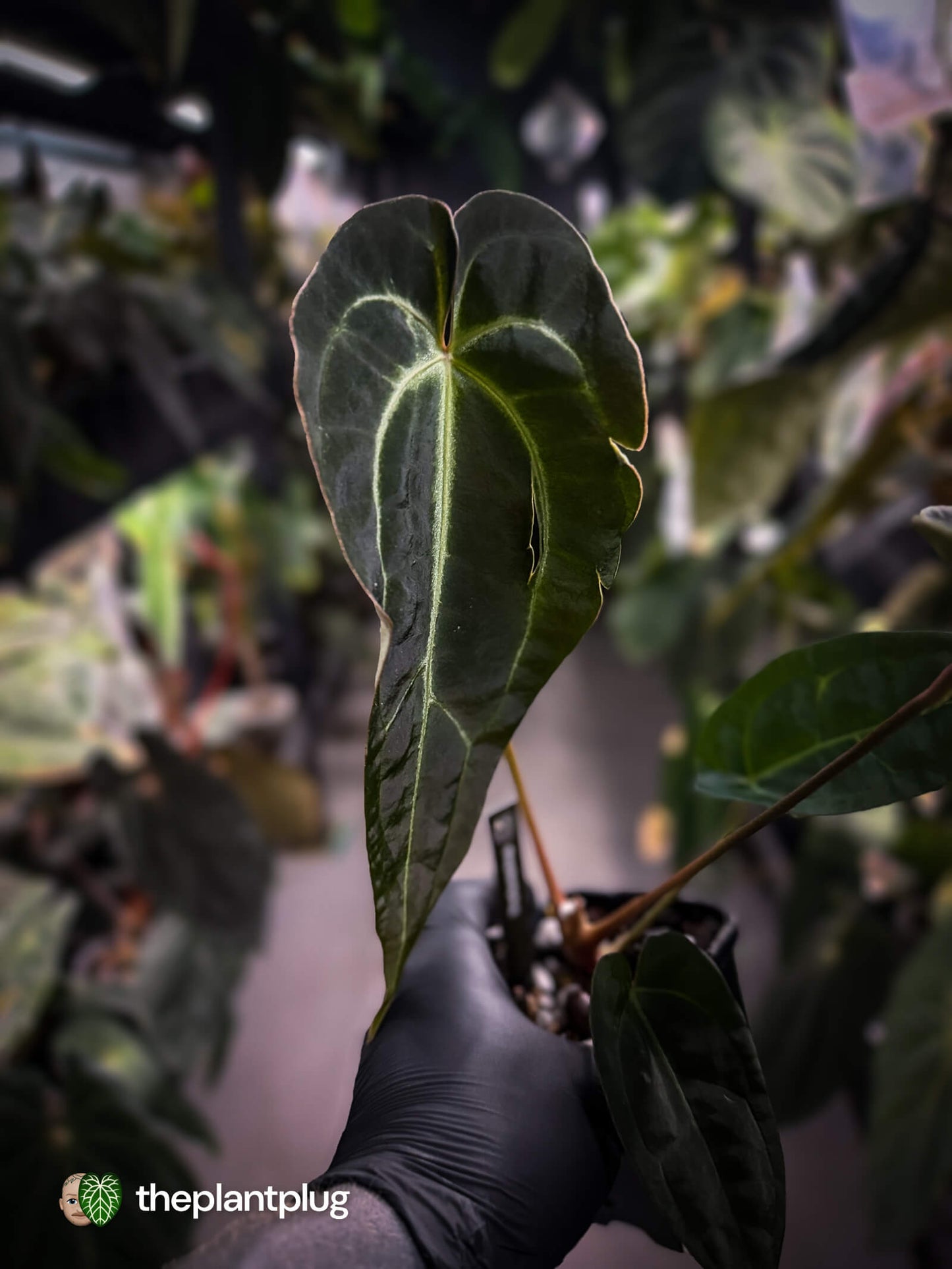 Anthurium 'Dark Mama' x besseae aff 'Red'