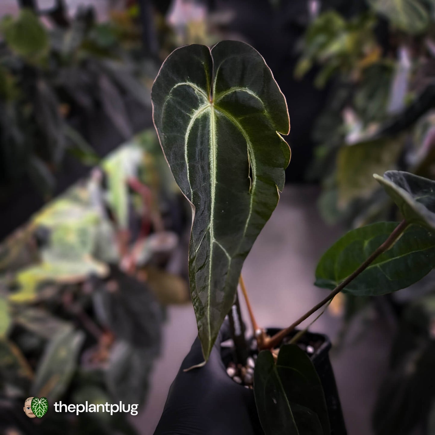 Anthurium 'Dark Mama' x besseae aff 'Red'