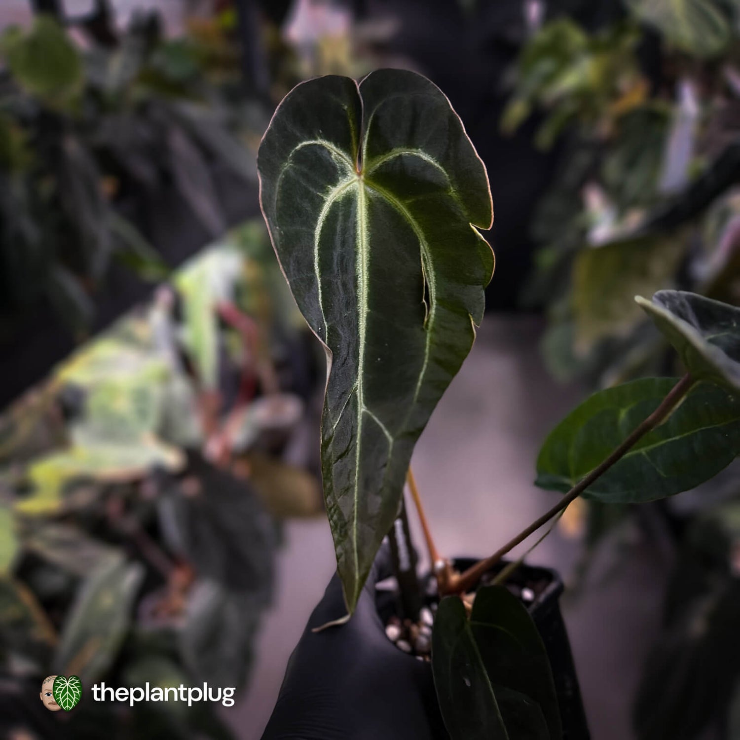 Anthurium 'Dark Mama' x besseae aff 'Red'