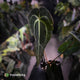 Anthurium 'Dark Mama' x besseae aff 'Red'