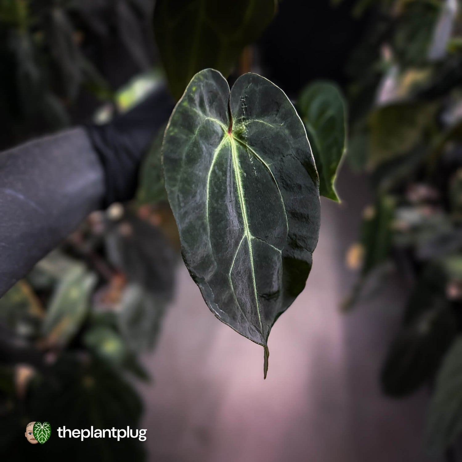 Anthurium 'Dark Mama' x besseae aff 'Red'