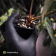 Anthurium 'Dark Mama' x besseae aff 'Red'