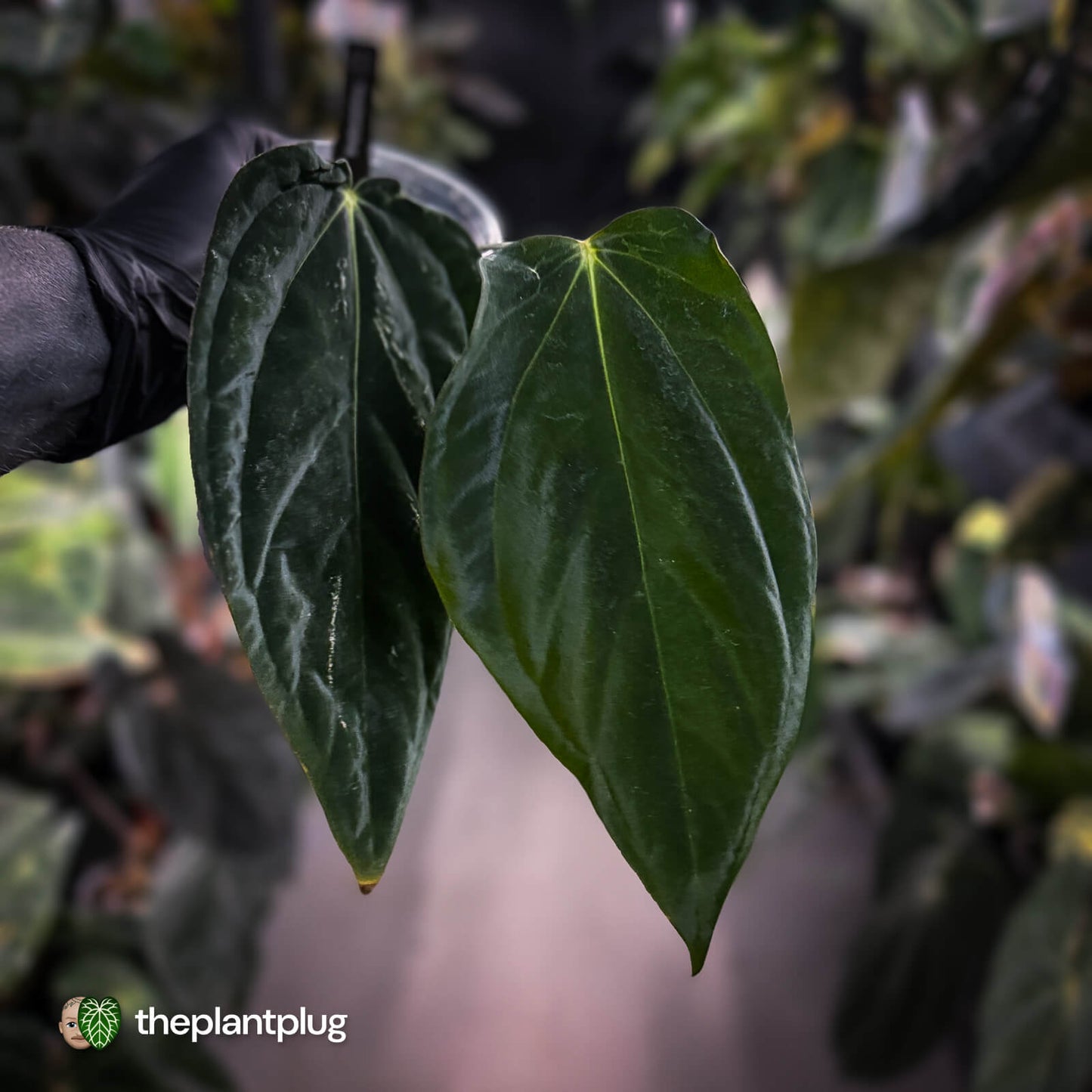 Anthurium papillilaminum 'RA6' x antolakii ('Round' x 'RA1') •  mutation