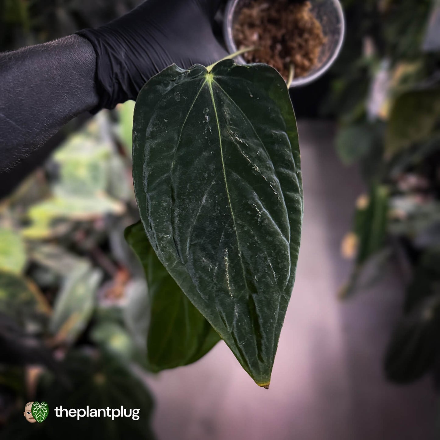 Anthurium papillilaminum 'RA6' x antolakii ('Round' x 'RA1') •  mutation