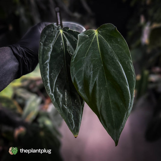 Anthurium papillilaminum 'RA6' x antolakii ('Round' x 'RA1') • mutation