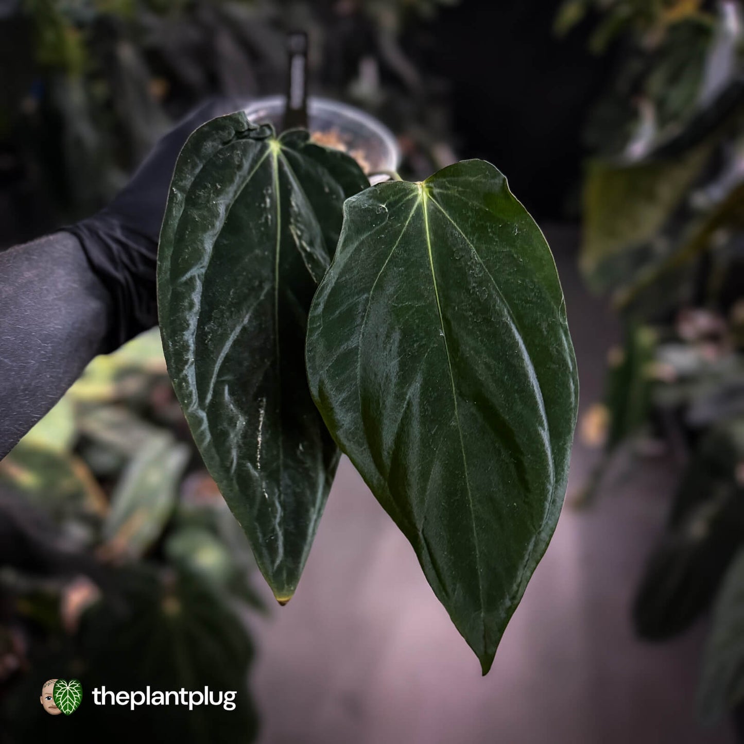 Anthurium papillilaminum 'RA6' x antolakii ('Round' x 'RA1') •  mutation