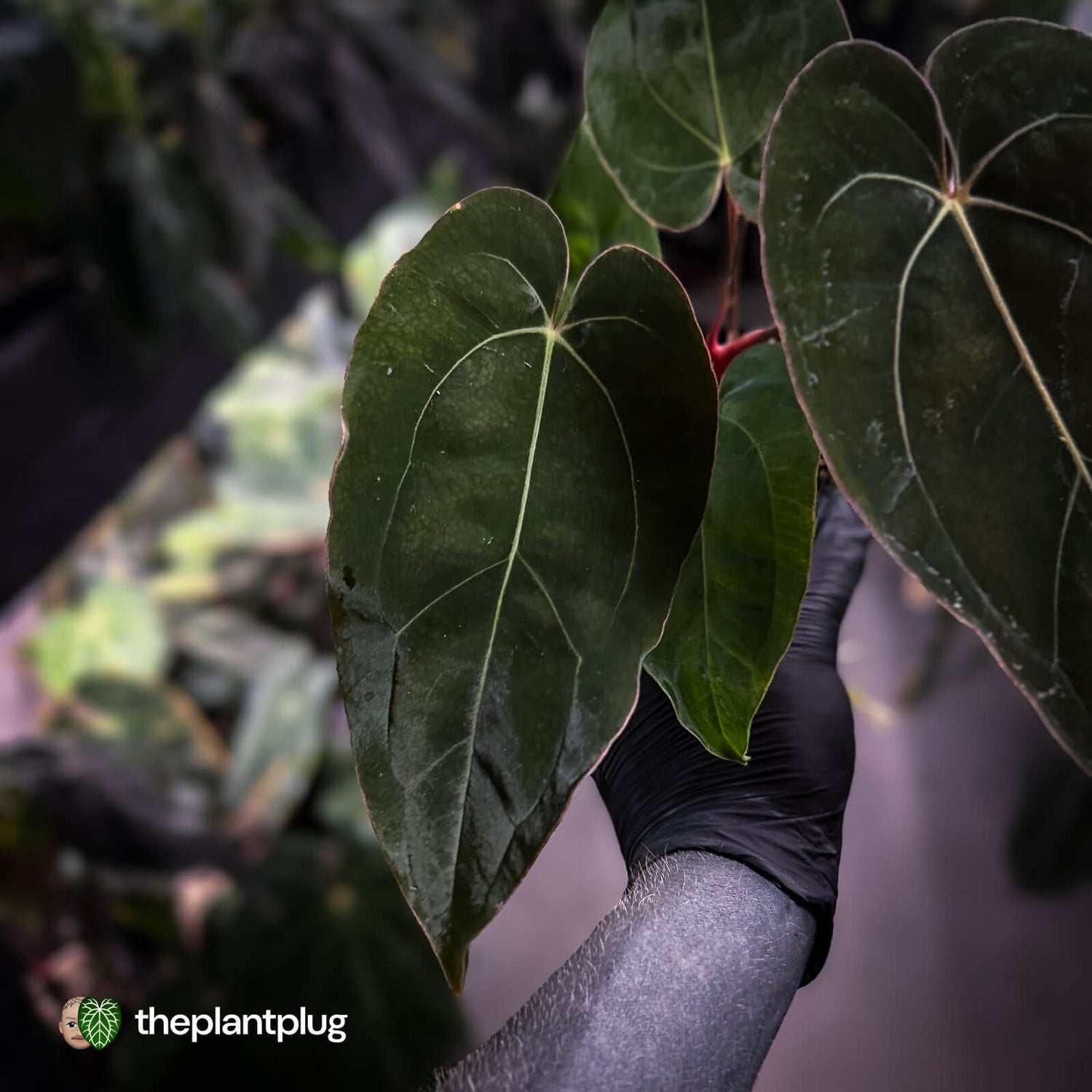 Anthurium carlablackiae ('RA5' x 'RA10') x papillilaminum 'RL'
