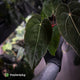 Anthurium carlablackiae ('RA5' x 'RA10') x papillilaminum 'RL'
