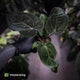 Anthurium carlablackiae ('RA5' x 'RA10') x papillilaminum 'RL'