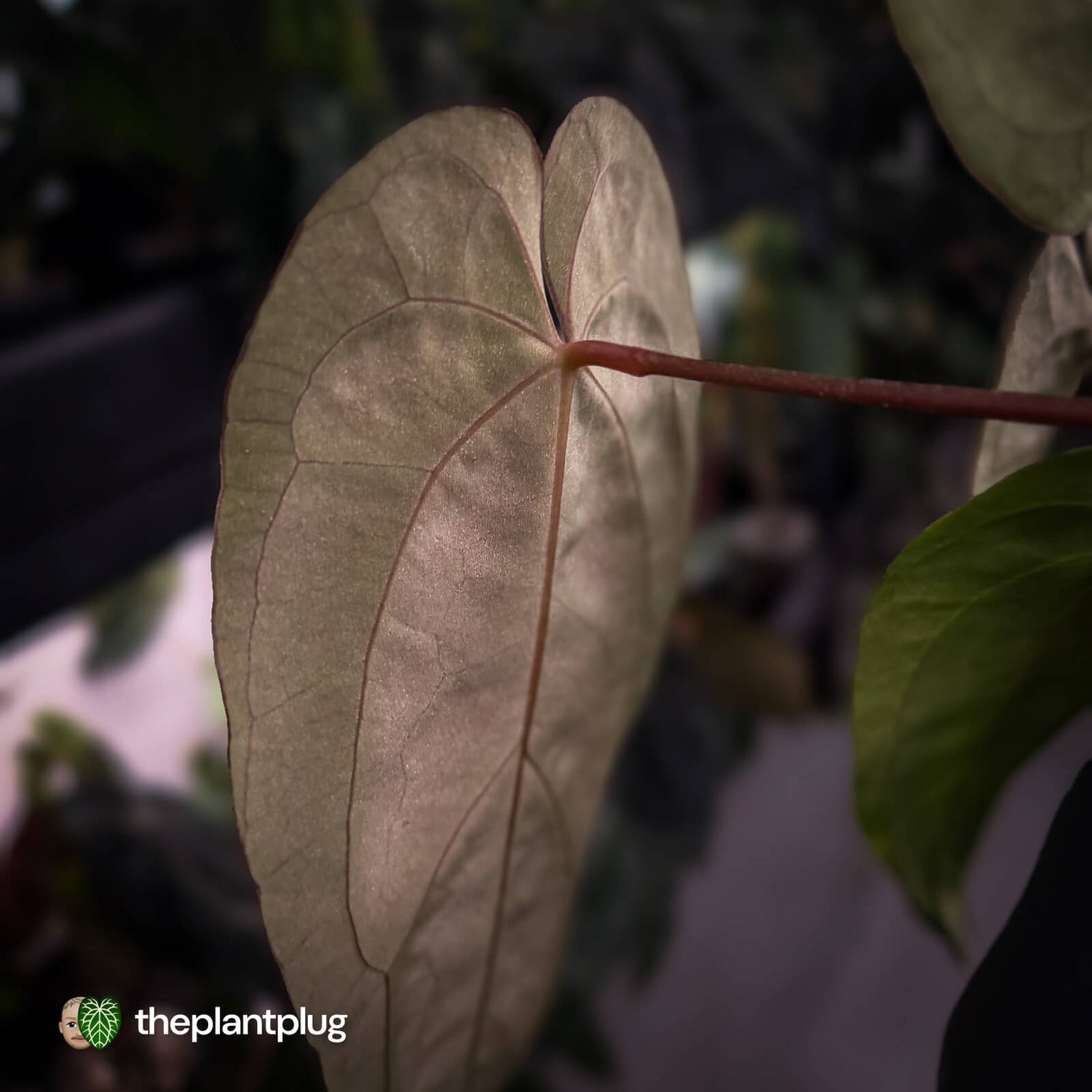 Anthurium carlablackiae ('RA5' x 'RA10') x papillilaminum 'RL'
