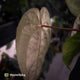 Anthurium carlablackiae ('RA5' x 'RA10') x papillilaminum 'RL'