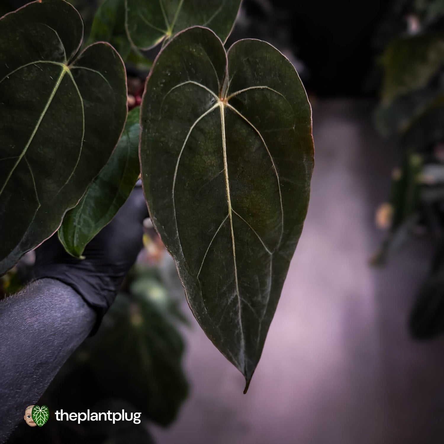 Anthurium carlablackiae ('RA5' x 'RA10') x papillilaminum 'RL'