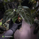 Anthurium carlablackiae ('RA5' x 'RA10') x papillilaminum 'RL'