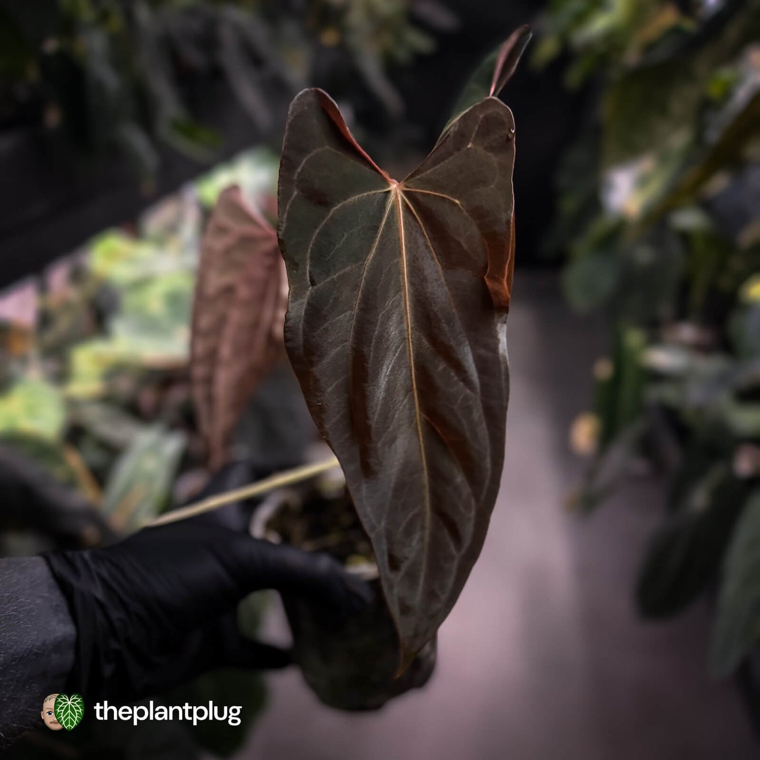 Anthurium papillilaminum 'Red Abaxial' • mother plant clone