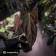 Anthurium papillilaminum 'Red Abaxial' • mother plant clone