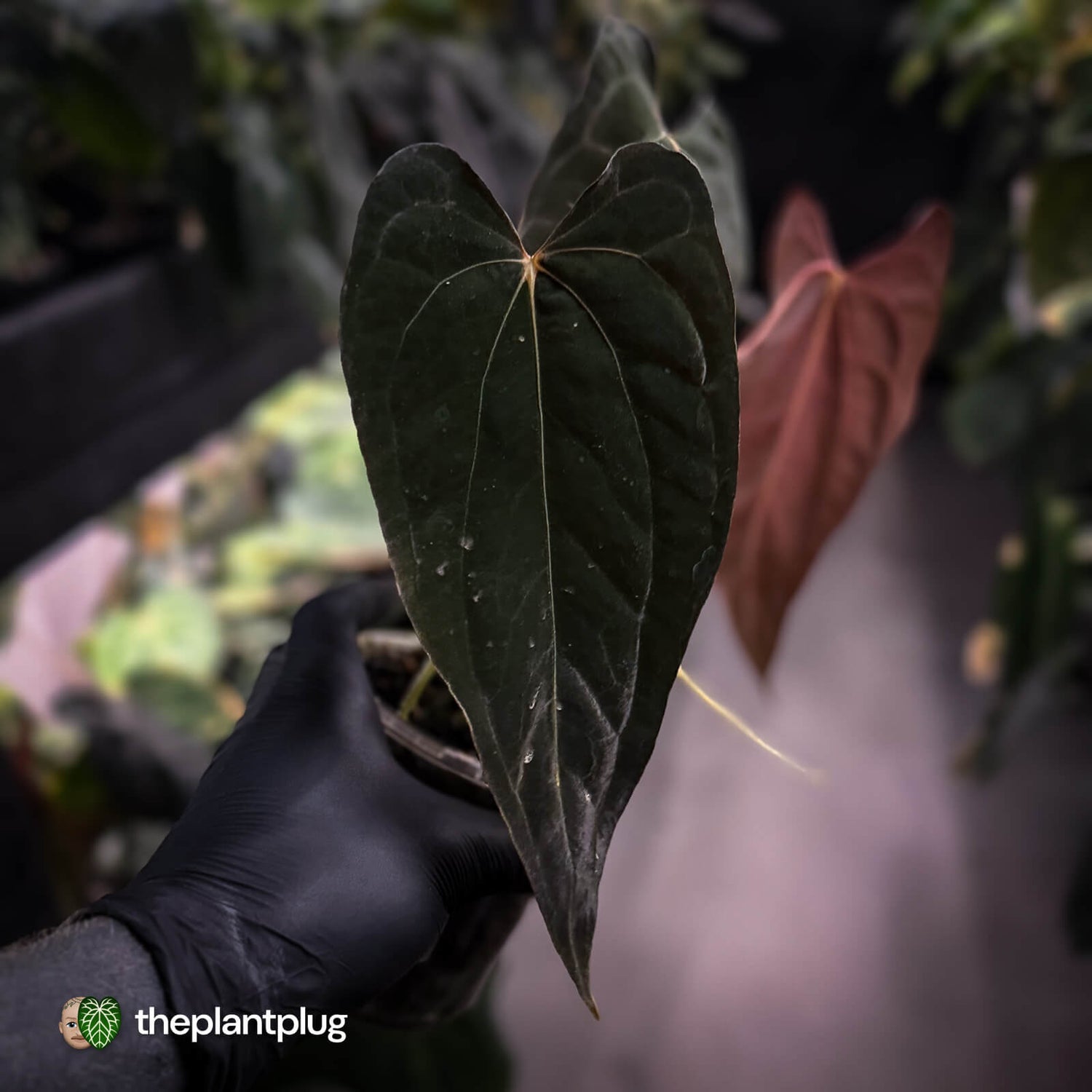 Anthurium papillilaminum 'Red Abaxial' • mother plant clone