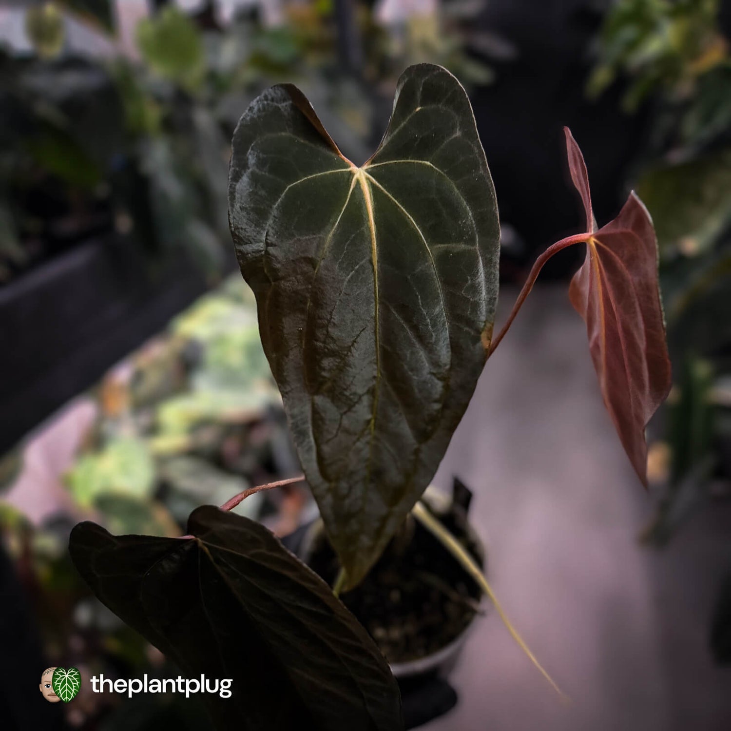 Anthurium papillilaminum 'Red Abaxial' • mother plant clone