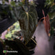 Anthurium papillilaminum 'Red Abaxial' • mother plant clone