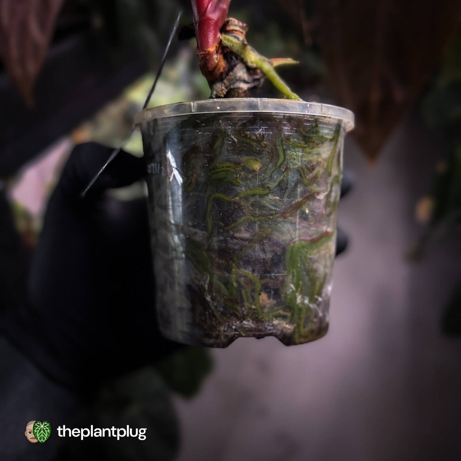 Anthurium papillilaminum 'Red Abaxial' • mother plant clone