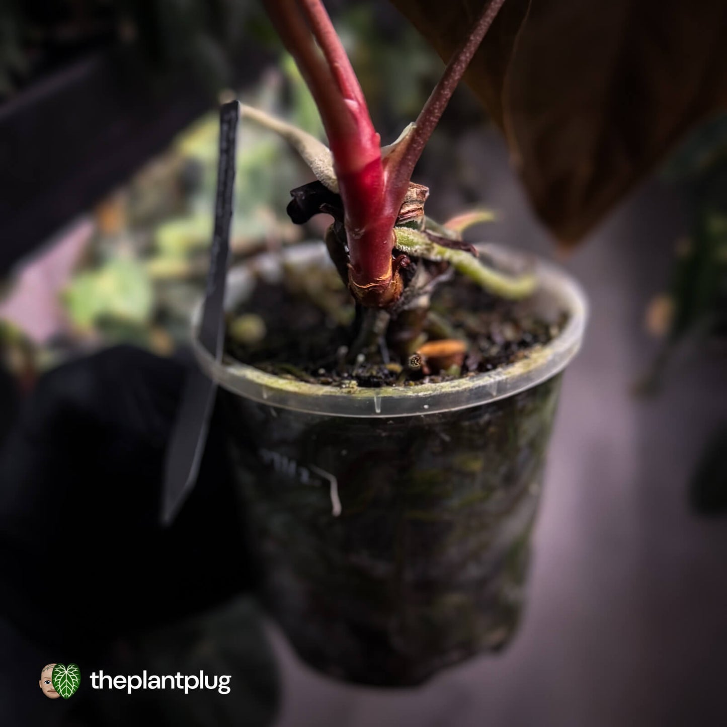 Anthurium papillilaminum 'Red Abaxial'