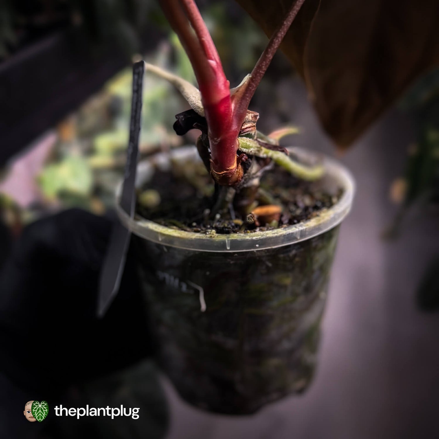 Anthurium papillilaminum 'Red Abaxial' • mother plant clone