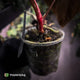 Anthurium papillilaminum 'Red Abaxial' • mother plant clone